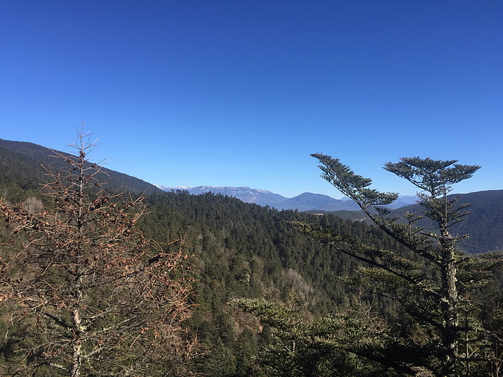 tree, mountain, the scenery