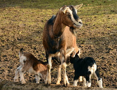 kozy, Kid, mladé kozy, domáce kozie, jahňatá, malé kozy, matka koza