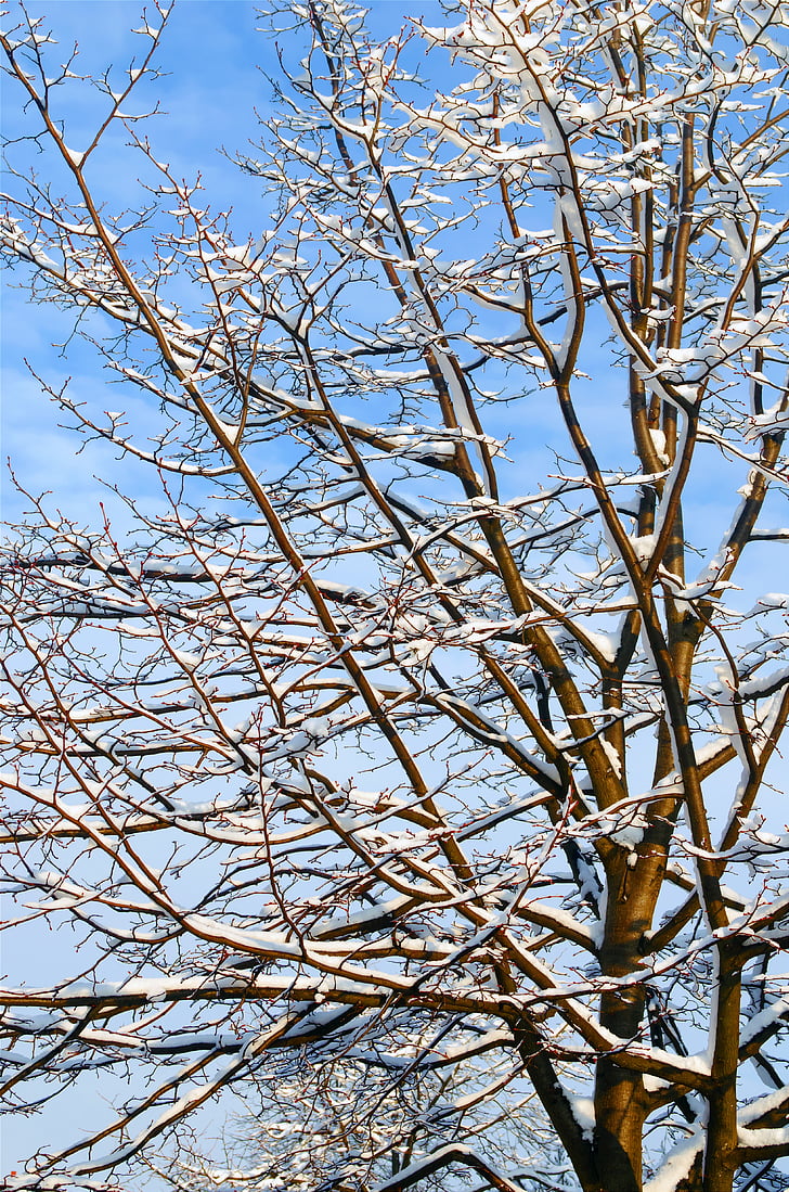 mooi, winter, dag, boom, bomen, macro, sneeuw