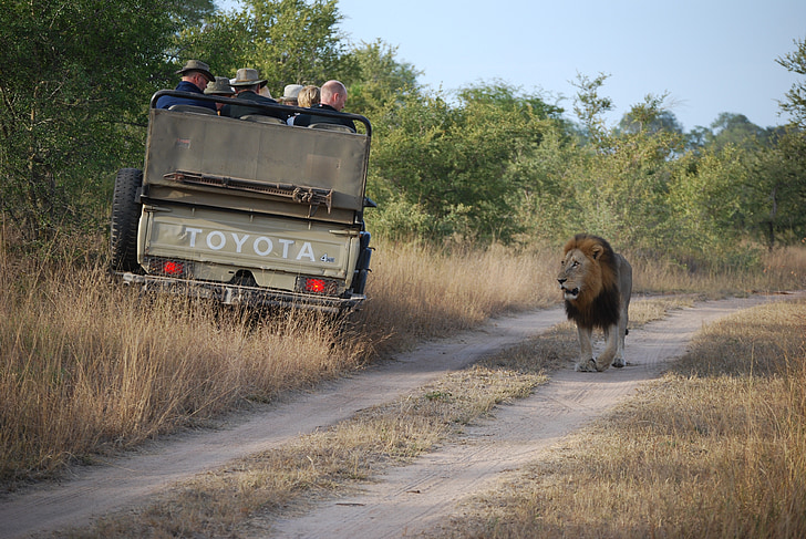 safari, lion, tourist, tourism, africa