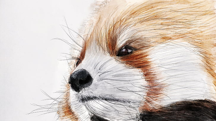 illustration, panda rouge, le zoo, animal, nature, Chine, chien