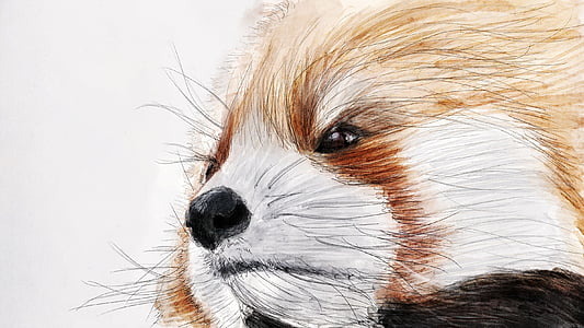 ilustracja, czerwony panda, zoo, zwierząt, Natura, Chiny, pies