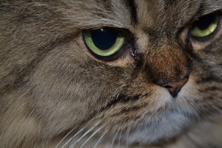 kass, Pärsia kass, kassi on silmad, loomade portree, pärslased, kassi nägu, PET