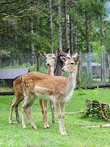 Hirsch, hoang dã, Roe deer, rừng, Thiên nhiên, hươu fallow, động vật