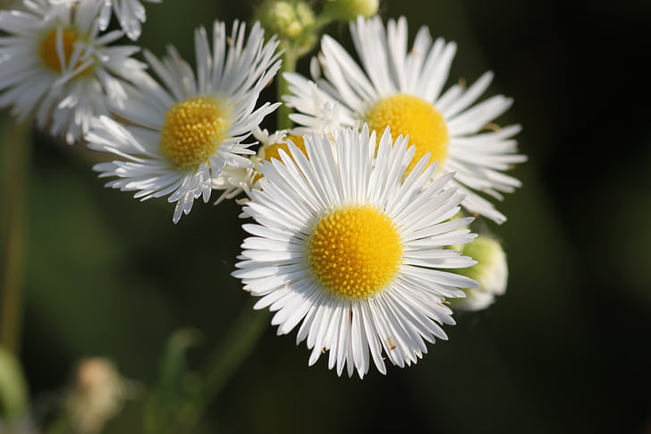 erigeron annuus, meadow, flower, nature, colorful, blooming, yellow