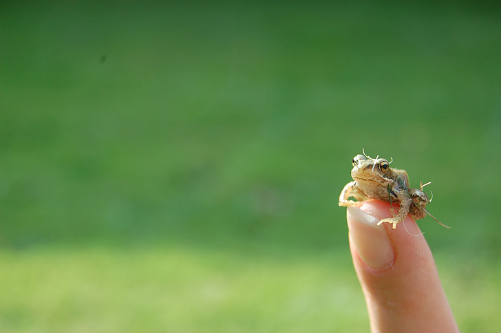 the frog, finger, small, nature, green, morning, spring