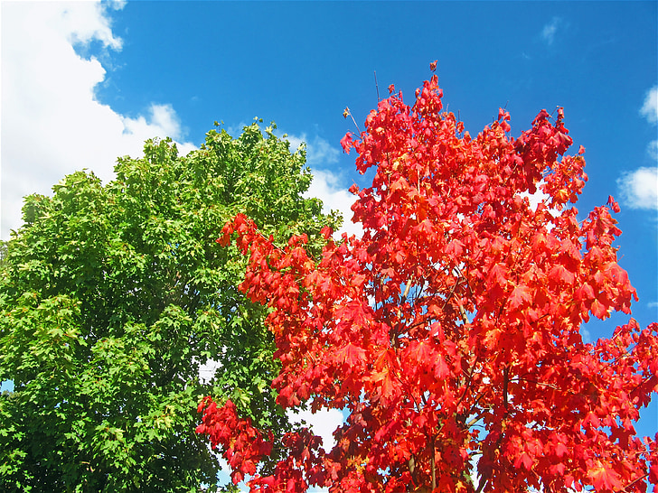 klevai, raudonas medis, dviejų medžių, ankstyvą rudenį, spalvinga, ekrano užsklanda, rudenį