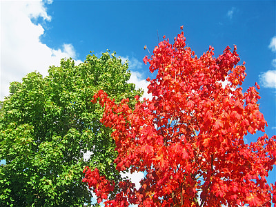 Maples, albero rosso, due alberi, all'inizio dell'autunno, colorato, carta da parati, caduta