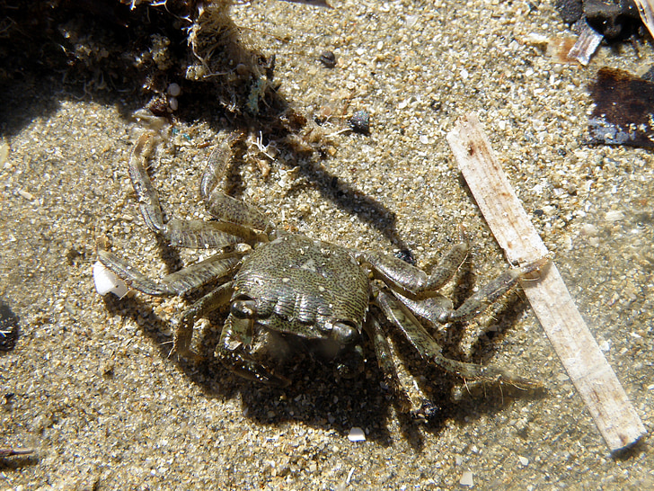 Krabbe, natur, dyr, Sea life