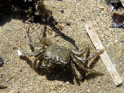 krabbe, natur, dyr, livet i havet