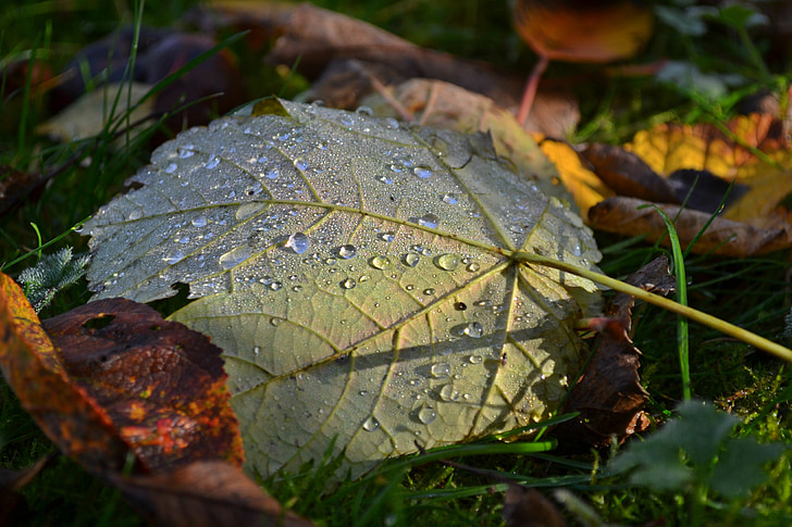 jesen, lišće, priroda, Sezona, mrtvih, jutro, kapi vode