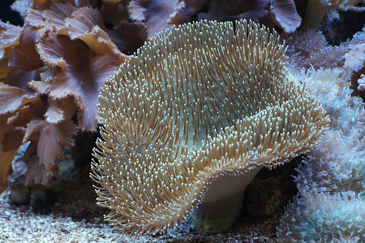 sēņu ādas koraļļu, koraļļu, zemūdens pasaule, jūras dzīvnieku, akvārijs