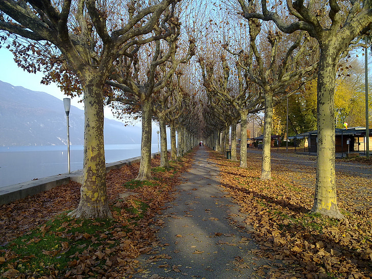 path, promenade, nature