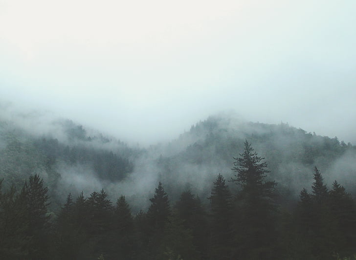 mountain, forest, covered, white, clouds, daytime, fog