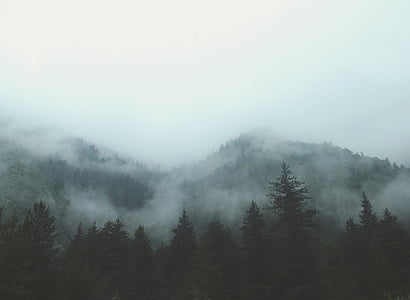 планински, гора, обхванати, бяло, облаците, през деня, мъгла