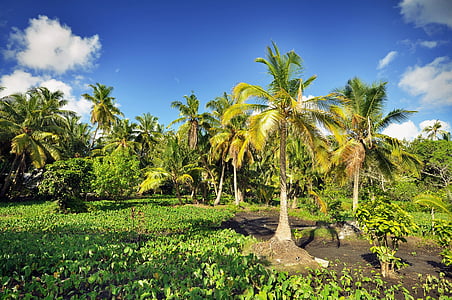 Atoll, plage, couple, destination, vacances, Lune de miel, île