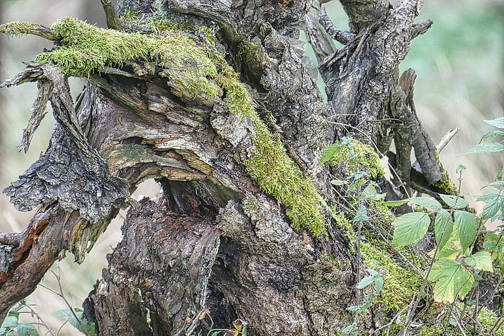 root, moss, nature, macro, green, wood, old