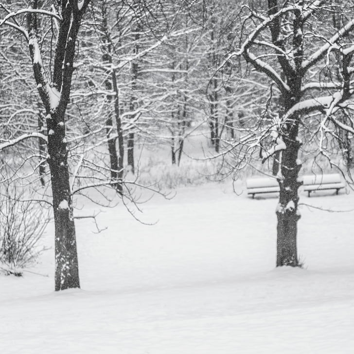 pozimi, sneg, drevo