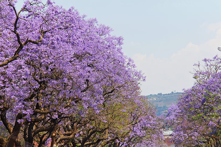 fantástico, roxo, árvores, linda, jacarandás, Pretória, Joanesburgo