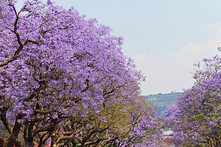 fantastisk, lilla, trær, vakker, Jacaranda trær, Pretoria, Johannesburg