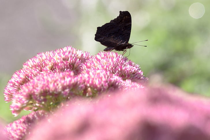 Peacock butterfly, tauriņš, sānu, kontūru, spārnu, Sedum, rozā