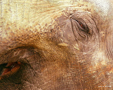 éléphant, peau d’éléphant, animal, l’Afrique, ridée, peau, fermer