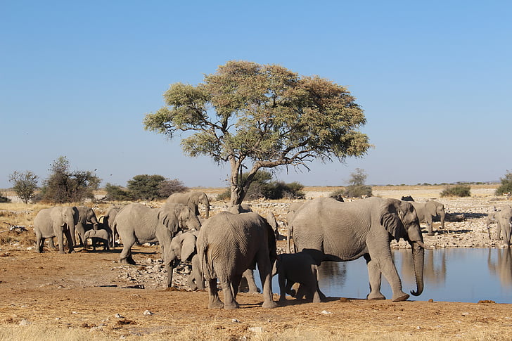 elefanter, Namibia, vilda, naturen