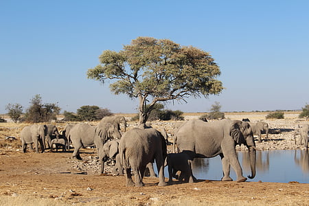 elefántok, Namíbia, vadon élő, természet