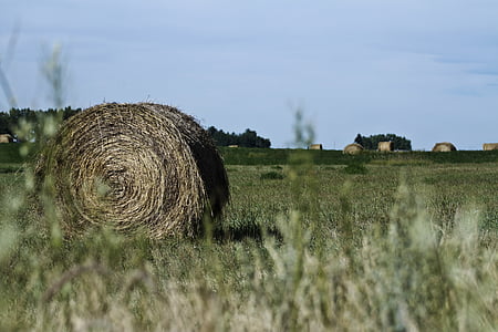 höbalen, Prairie, Hay, Bale, vete, gård, landsbygdens