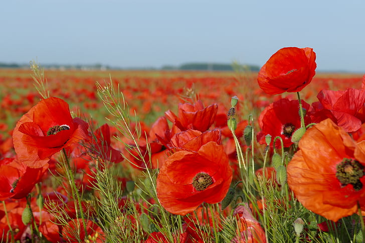 poppies, field of poppies, blooming poppies, flowers, red, fields, poppy