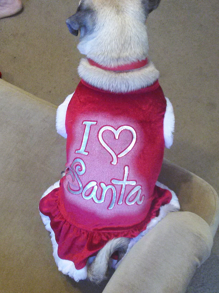 djur, mops, älskar, Santa