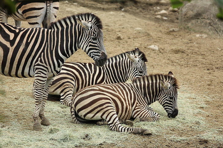 evde beslenen hayvan, Zebra, Hayvanat Bahçesi