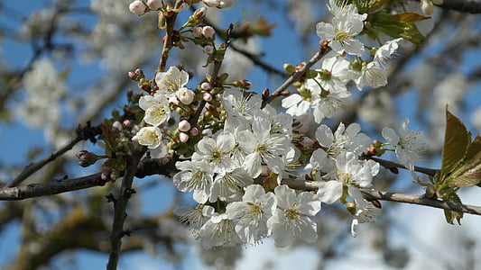 flowers, spring, cherry blossoms, white, blossom, bloom, tree pruning