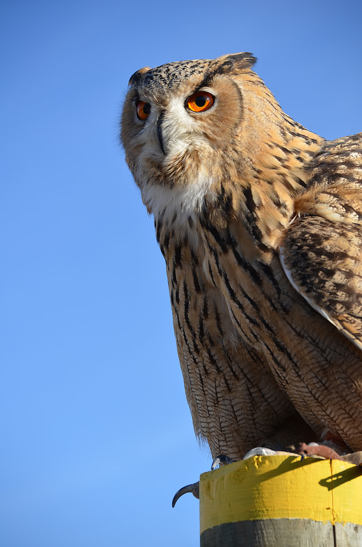 Eagle owl, großuhu, sova