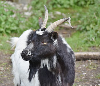 cabra, Bock, cuernos, ganado, macho cabrío, cabeza de cabra, buck de cabra