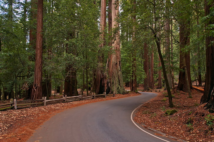 sequoies, bosc, arbres, carretera, Parc Nacional, EUA, Amèrica