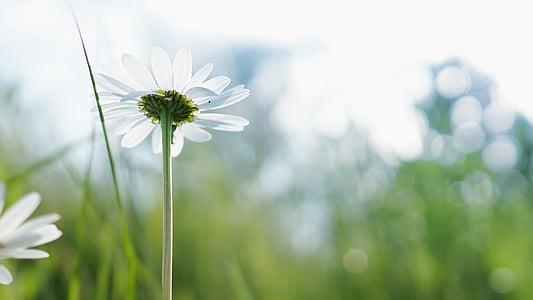 наклон, сдвиг, объектив, фотография, Белый, цветок, трава