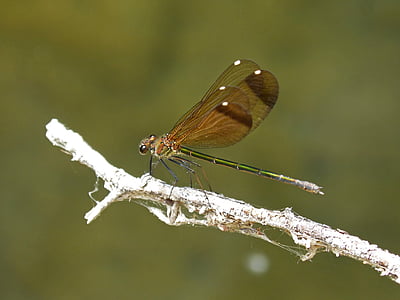 dragonfly, black dragonfly, translucent wings, calopteryx haemorrhoidalis, iridescent, branch, wetland