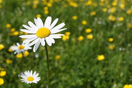 daisy, geese flower, meadow, flower, spring, close, plant