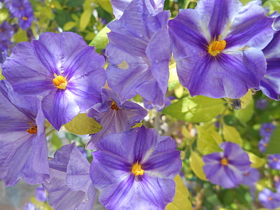 flowers, violets, wild, plants, violet flowers, purple, spring