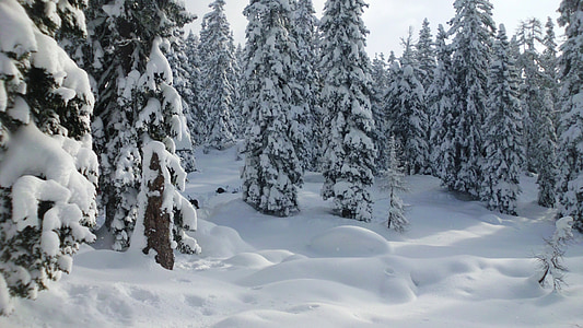 tuyết, khu rừng mùa đông, dãy núi, wintry, mùa đông kỳ diệu, mặt trời