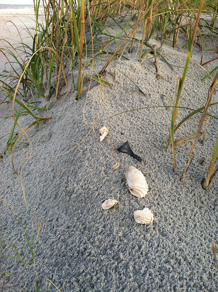 piasek, morze, powłoki, Plaża sand