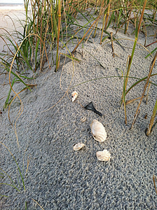 smėlio, jūra, apvalkalas, smėlio paplūdimys