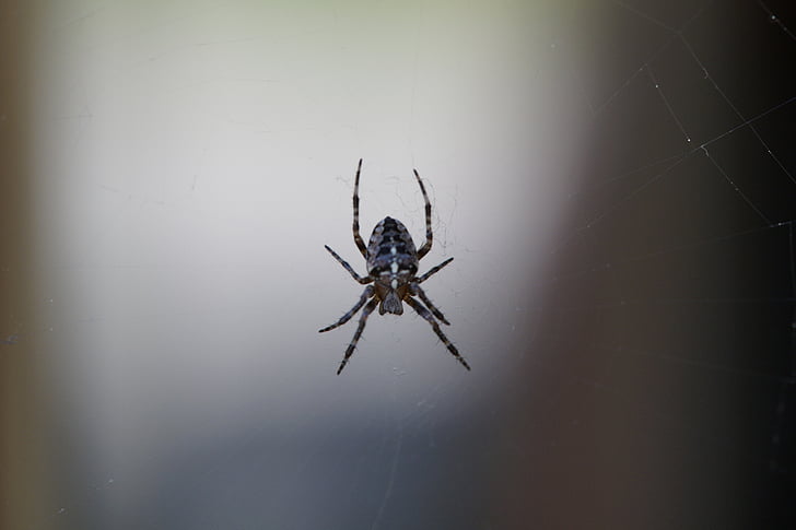 Spinne, Insekt, in der Nähe, Arachnid, Tier