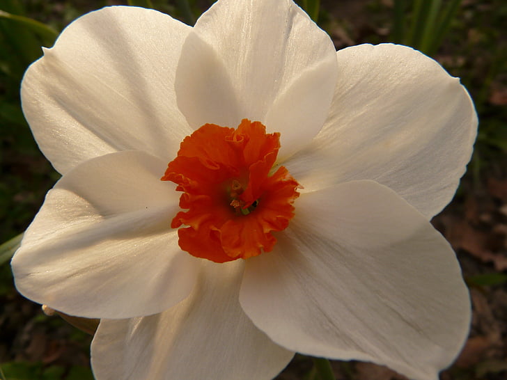 narcissus, daffodil, flower, plant, blossom, bloom, white