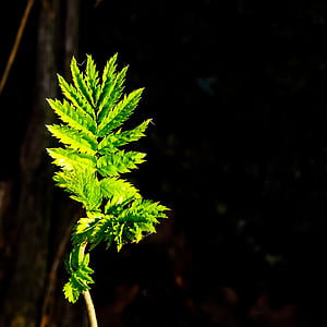 leaf, close, nature, green, plant, forest, green leaf