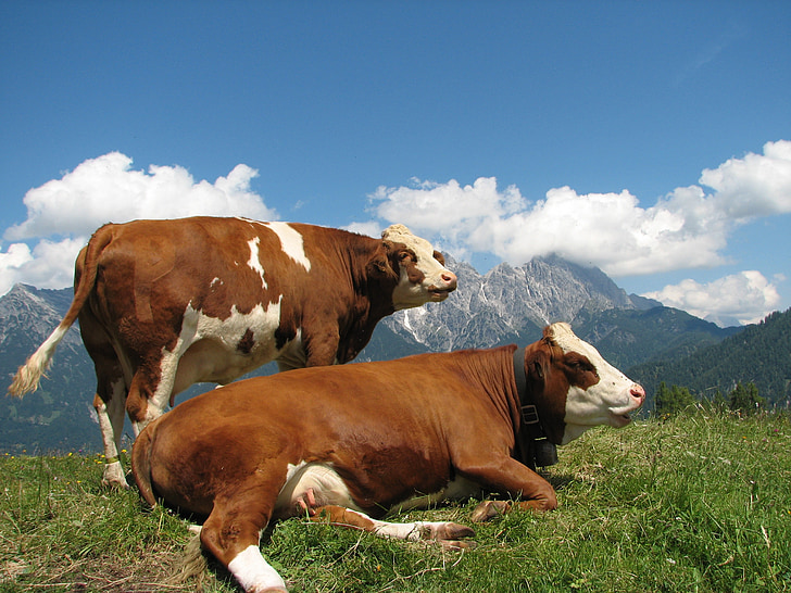 Horská krajina, hory, krávy, louka, Příroda, léto, Rakousko