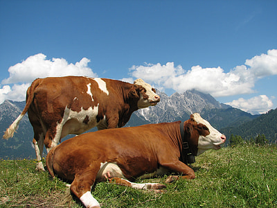горный пейзаж, горы, коровы, Луг, Природа, Лето, Австрия
