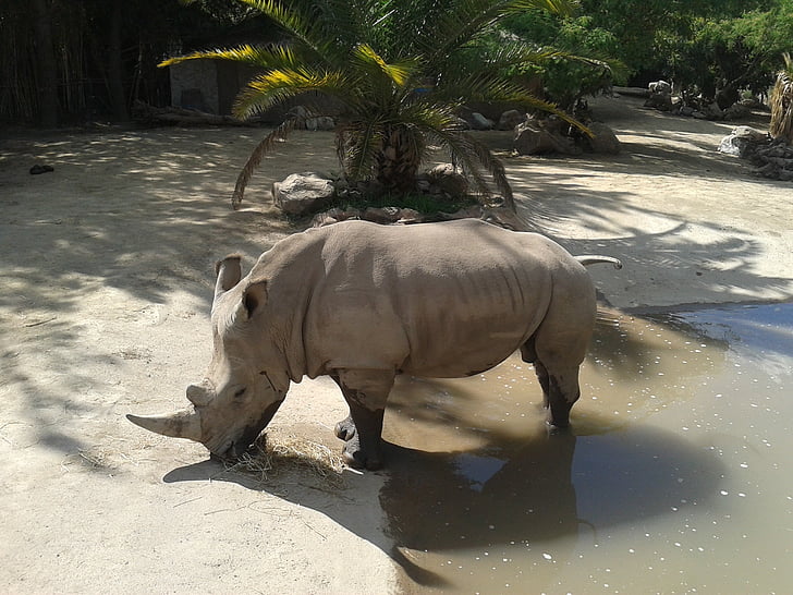 Rinoceronte, Zoológico de BUIN, Santiago
