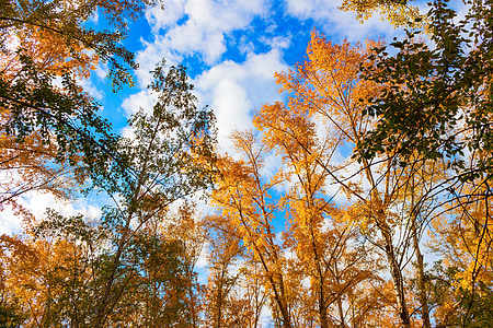 autunno, foglie, foglio di autunno, natura di autunno